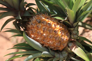 Ananas